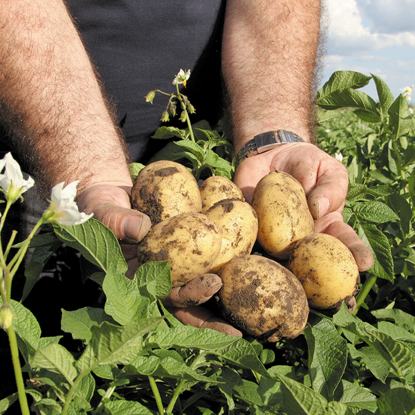 New test for potato pesticide residues Midland Farmer Magazine