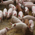 Study outlines alternatives to zinc oxide in pig rationsto beat diarrhoea