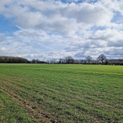 How adjusting septoria score can protect early wheat crops