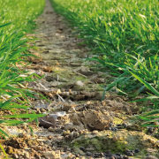 Optimise herbicide applications for effective weed control this spring