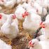 Defra rules out making changes to bird flu compensation