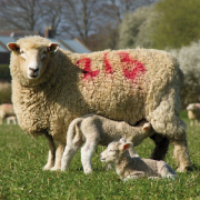 More support needed for farming to reach net zero