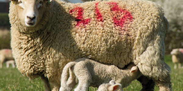 More support needed for farming to reach net zero