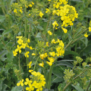 Better disease resistance ramps up rape protection