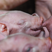 Minister pledges to repair ‘broken’ pig supply chain