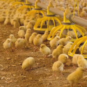 We must learn to live with bird flu – expert
