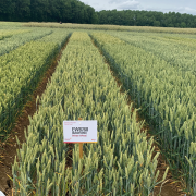 Strong support for ‘exciting’ new winter wheat Bamford