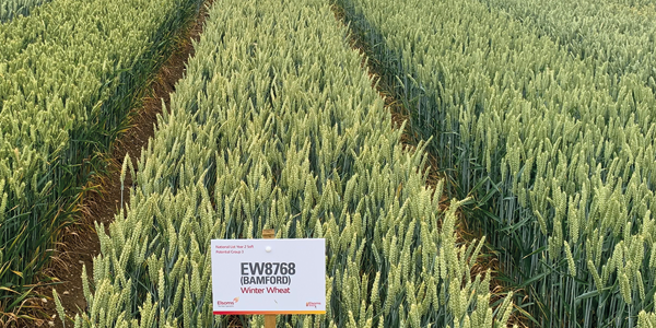 Strong support for ‘exciting’ new winter wheat Bamford
