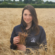 Trial confirms big return from tackling take-all challenge