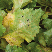 Growers urged to beat rust threat