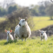 Sheep producers urged to seek help on farm support