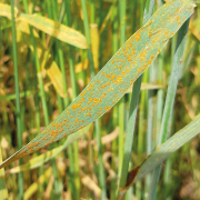 Call for brown rust samples as population shift suspected