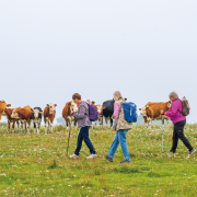 Public warned about danger of walking near livestock