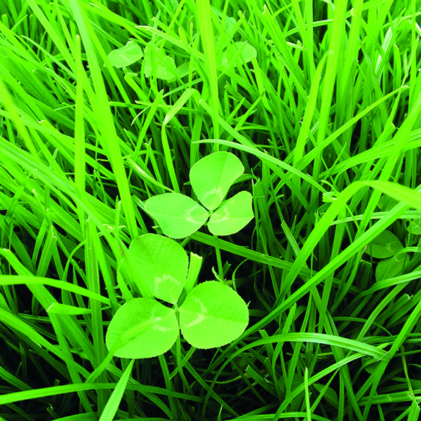 Shortterm leys can mask longer term grass issues Midland Farmer Magazine