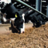 Plan ahead to formulate consistent winter rations