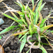 Beware ‘green bridge’ when spraying off stale seedbeds