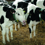 How to raise hygiene levels to reduce winter calf losses