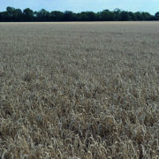 Decision to grow Mayflower pays off