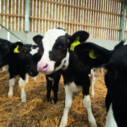 Funding available to  improve calf housing