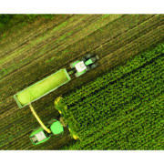 Top maize variety selection for 2024 growing season