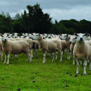 Warning to UK as bluetongue virus spreads across Europe