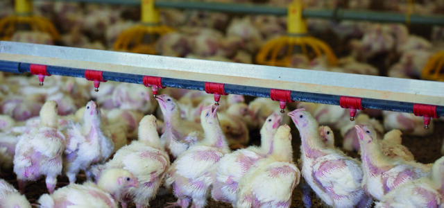 Poultry producers pile on pressure for egg sector inquiry