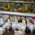 Poultry producers pile on pressure for egg sector inquiry