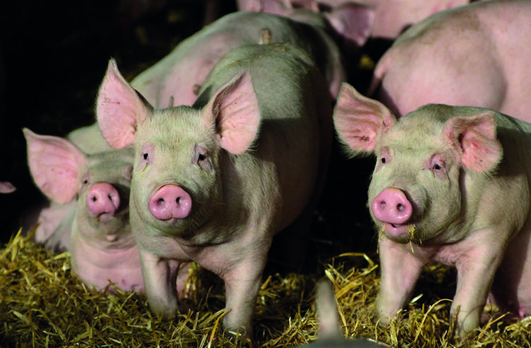 Pig levy hike ‘vital’ for producers