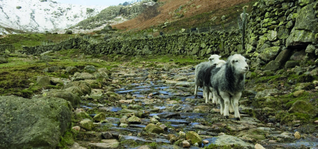 ‘Reform ELMs so small farms make a profit’