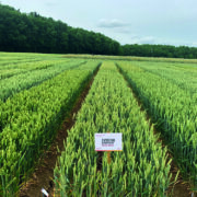 High hopes for candidate soft wheat on recommended list