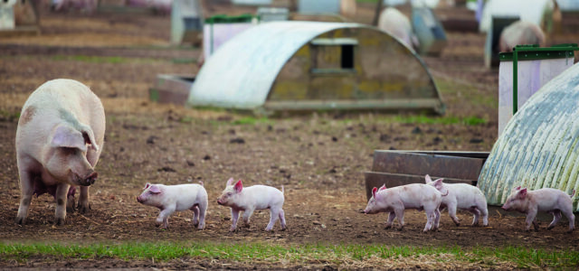 Producers make great strides in reducing antibiotics usage