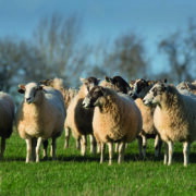 Keep watch for bluetongue virus during winter months