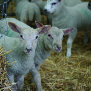How to get lambing off to the best start