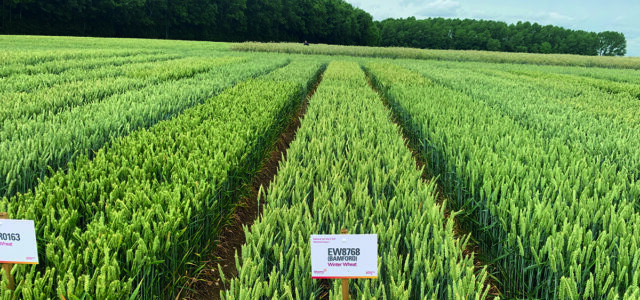 Best varieties are highlighted on easier-to-navigate lists