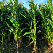 More maize growers switch to earlier maturing varieties