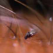 Remain vigilant for bluetongue virus as spring draws nearer