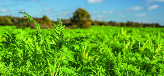Cover crop benefits ‘depend on destruction method’
