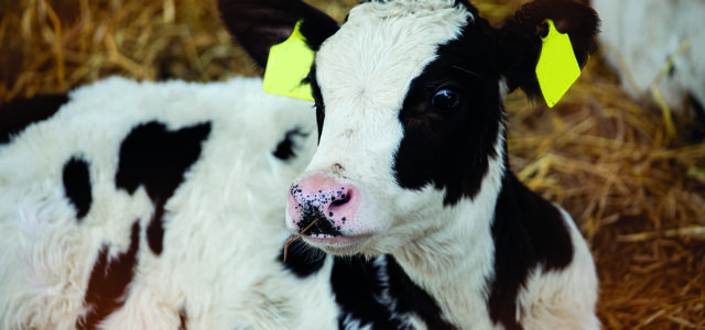 Calf health applications ‘now being assessed’