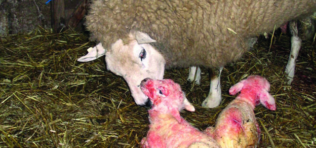 Producers face no respite from livestock challenges this winter