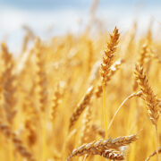 Discovery raises hopes of more temperature tolerant wheat