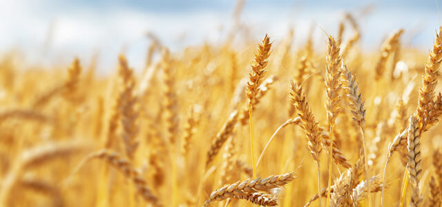 Discovery raises hopes of more temperature tolerant wheat