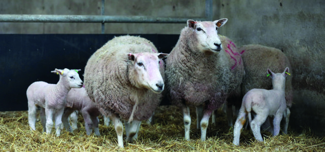 One in three sheep flocks unaware of barren ewe rate