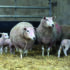 One in three sheep flocks unaware of barren ewe rate