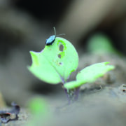 How companion crops reduce pest damage in oilseed rape