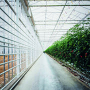 New glasshouse facility at Riseholme Campus