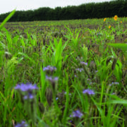 ‘Unforeseen consequences’ as land is taken out of food production