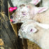 5 steps to better surplus lamb growth