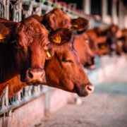 Beef sector gears up for major showcase