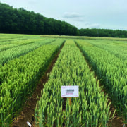 High yielding soft wheat signals landmark change