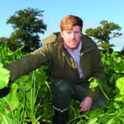 Fodder beet could be popular choice this spring